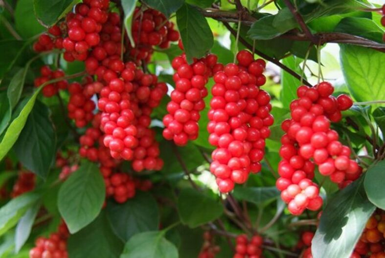 Schisandra, lai palielinātu potenci