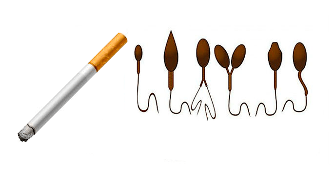 Spermatozoīdu patoloģiska struktūra tabakas atkarības dēļ